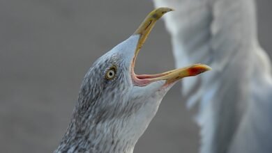 call behavior during peak hours