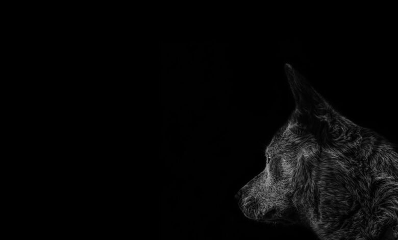 asylmendibaeva profile overview